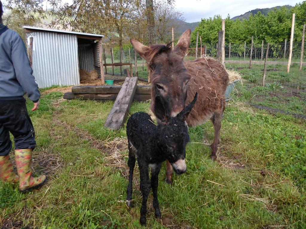 Azienda Agrituristica Pericle Montella Eksteriør billede